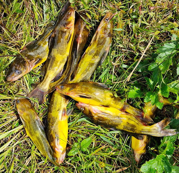 嘎牙子鱼黄颡鱼自然生长淡水鱼鱼鲜活速冻新鲜食用昂刺鱼杂鱼 5斤