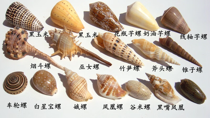 海螺公母区分图片图片