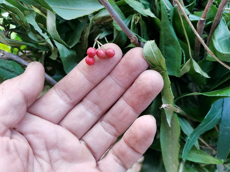 伟博 野生开喉剑 中药材八爪金龙根百两金八爪根铁雨伞开喉箭八爪龙1