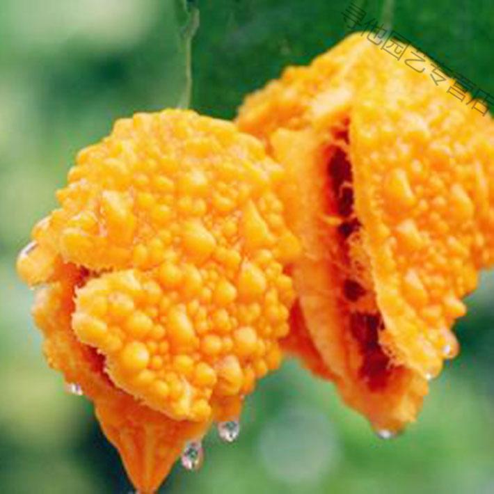 【黄金瓜癞瓜种子】小濑瓜种子赖葡萄种子金铃子小癞瓜黄金小苦瓜