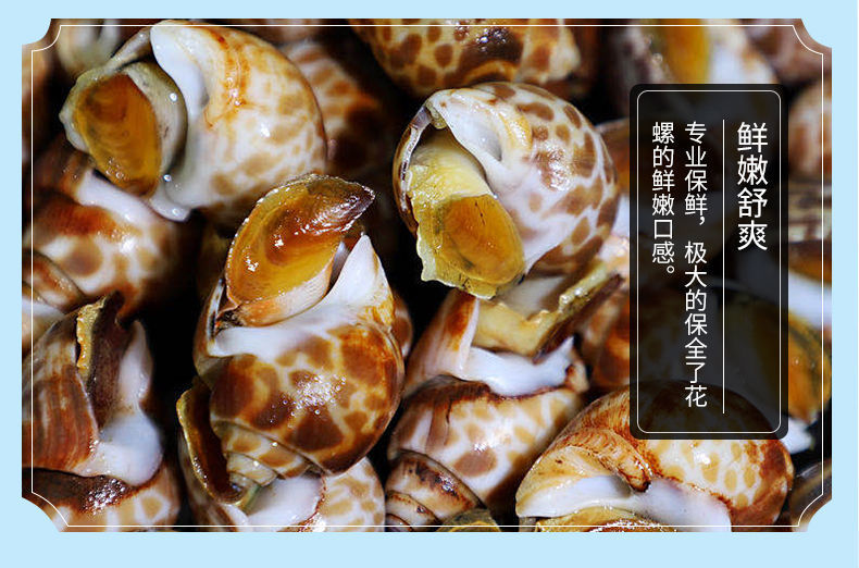 新鲜活冻花螺海鲜海螺香螺东风螺贝类花罗海鲜2斤尝鲜价芥末酱油包