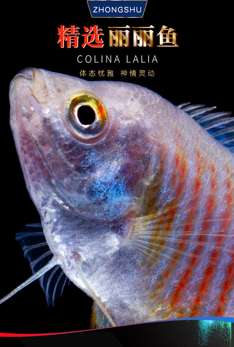 观赏鱼五彩丽丽鱼黄金曼龙活体鱼血红丽丽鱼淡水鱼小型热带鱼 五彩