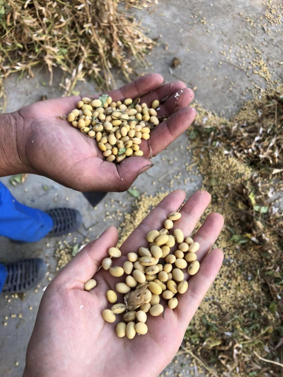 黄豆农家笨黄豆椭圆形做豆腐土黄豆豆浆豆400g5斤高品质农家黄豆5斤出