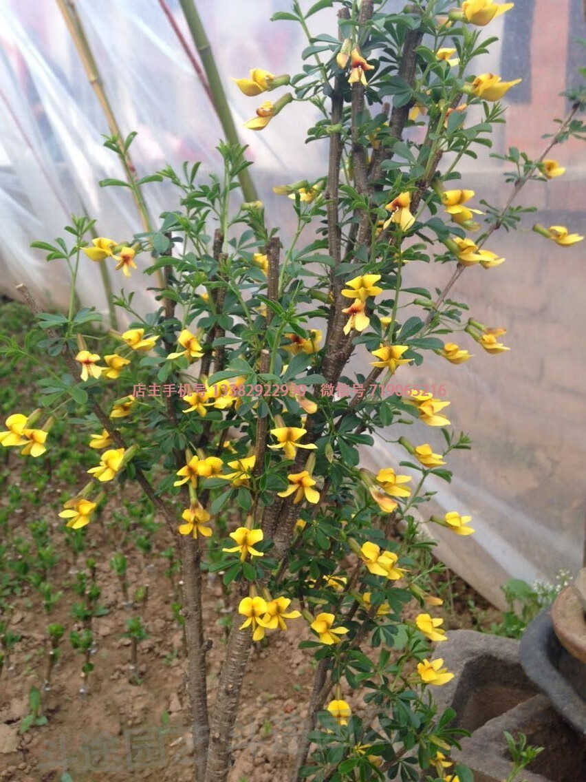 金雀梅盆景素材锦鸡儿金丝雀黄金雀花树苗盆栽树桩耐寒6年苗开花非常