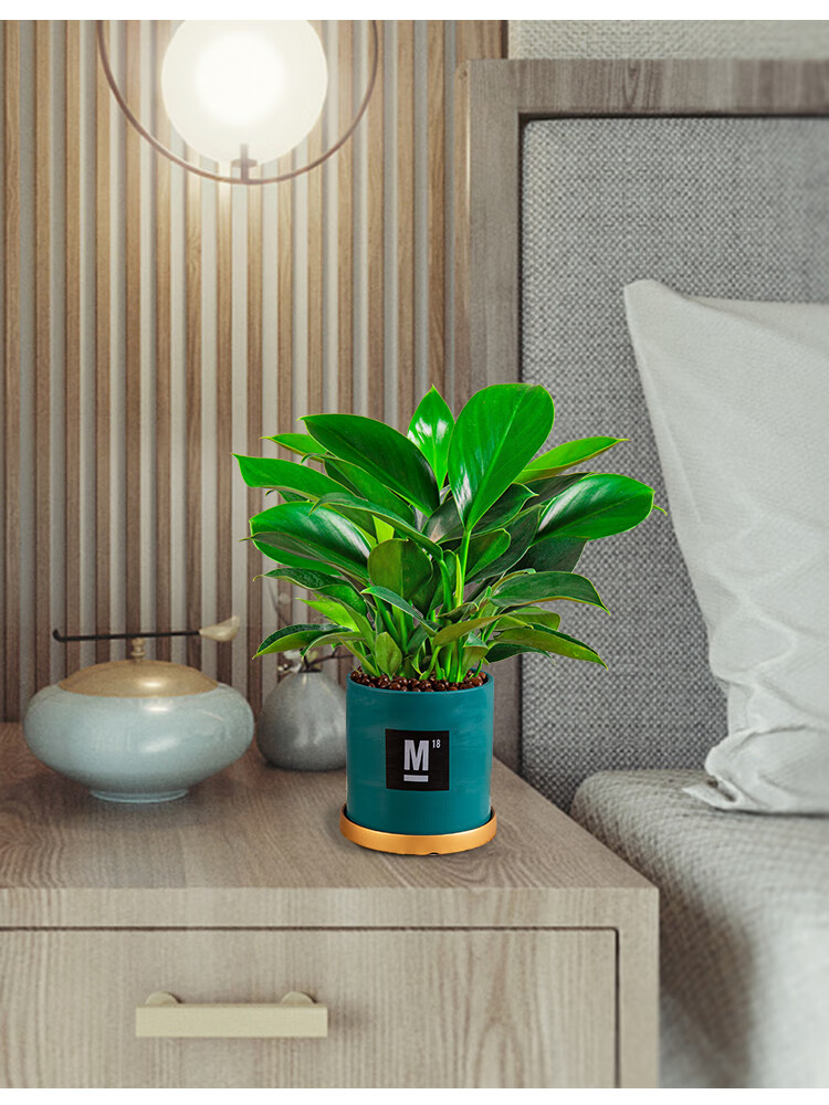 绿公主大叶金钻盆栽绿植室内新房花卉好养四季植物长寿竹柏钧瓷兰瓷