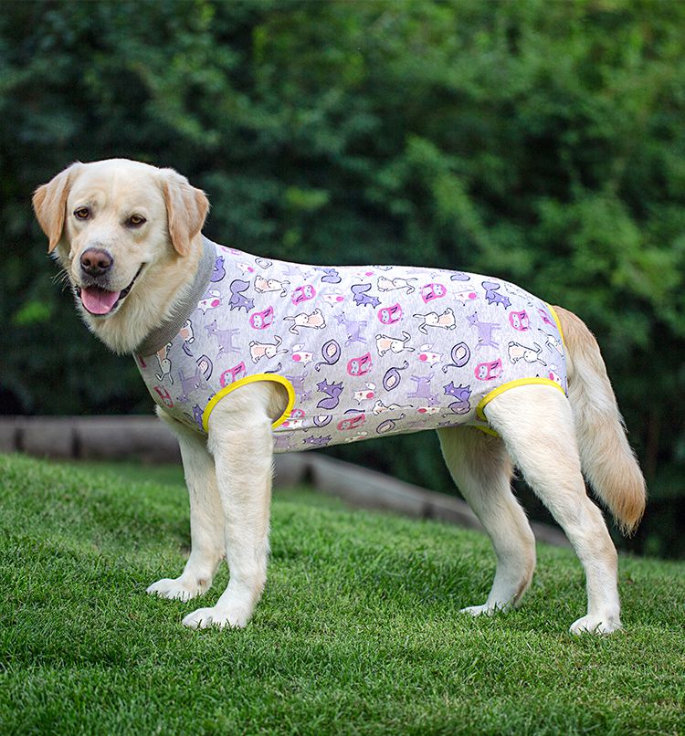 手术服狗狗绝育手术服金毛拉布拉多全包护肚绝育防骚扰防舔宠物四脚