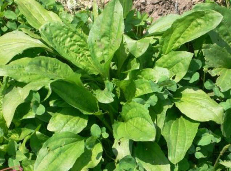 食用车前草种子平车前野菜四季播种中药材车轮菜车前子籽 车前草种子
