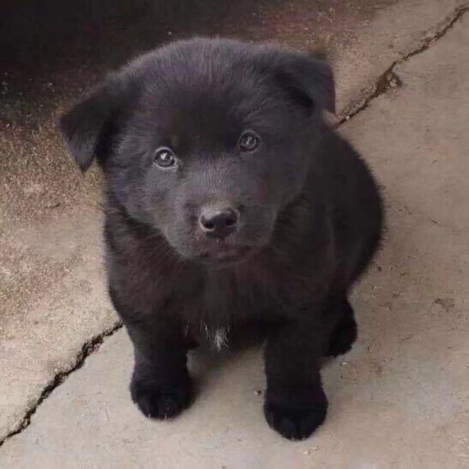 荣郁 中华田园犬幼犬土狗小狗秋田四眼德牧柴犬金毛串串狗活体 柯基