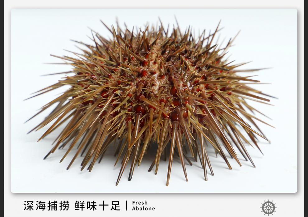 顺丰空运多地隔日达鲜活马粪海胆黄海胆紫海胆大连海鲜即食刺身生鲜5