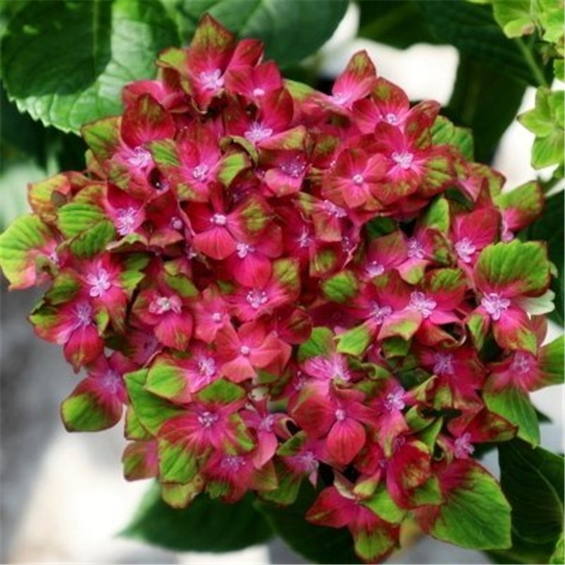 耐寒老桩无尽夏八仙花绣球花苗