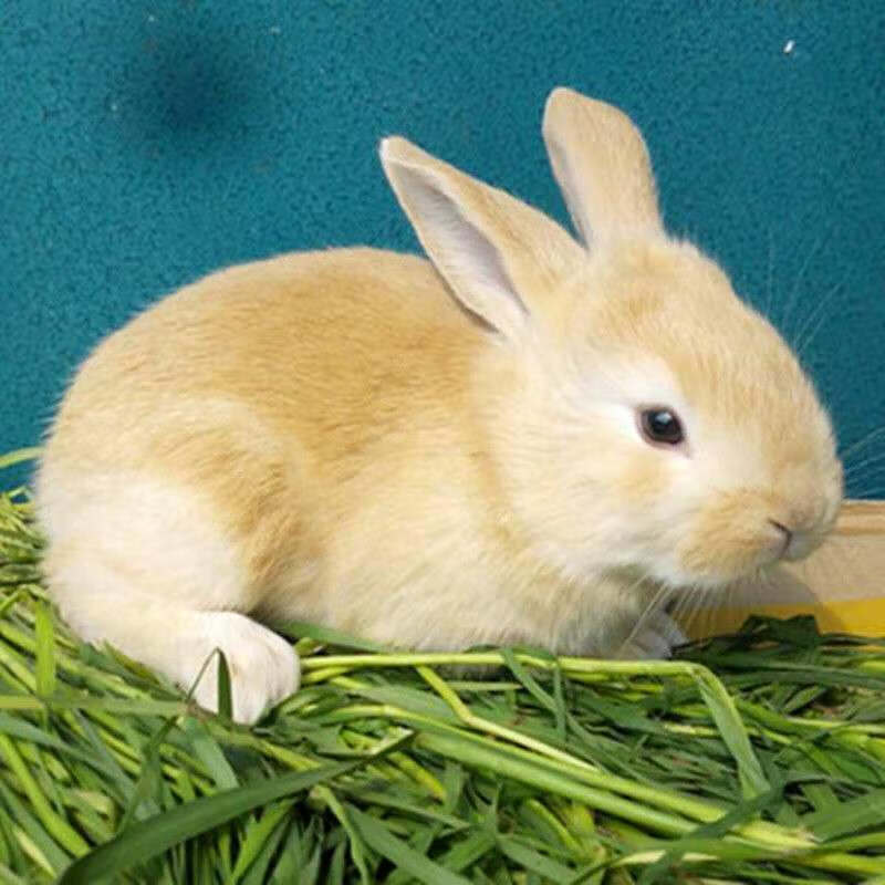 兔子兔子活物小兔子小白兔小花兔比利时新西兰肉兔可繁殖可长15斤朴彩