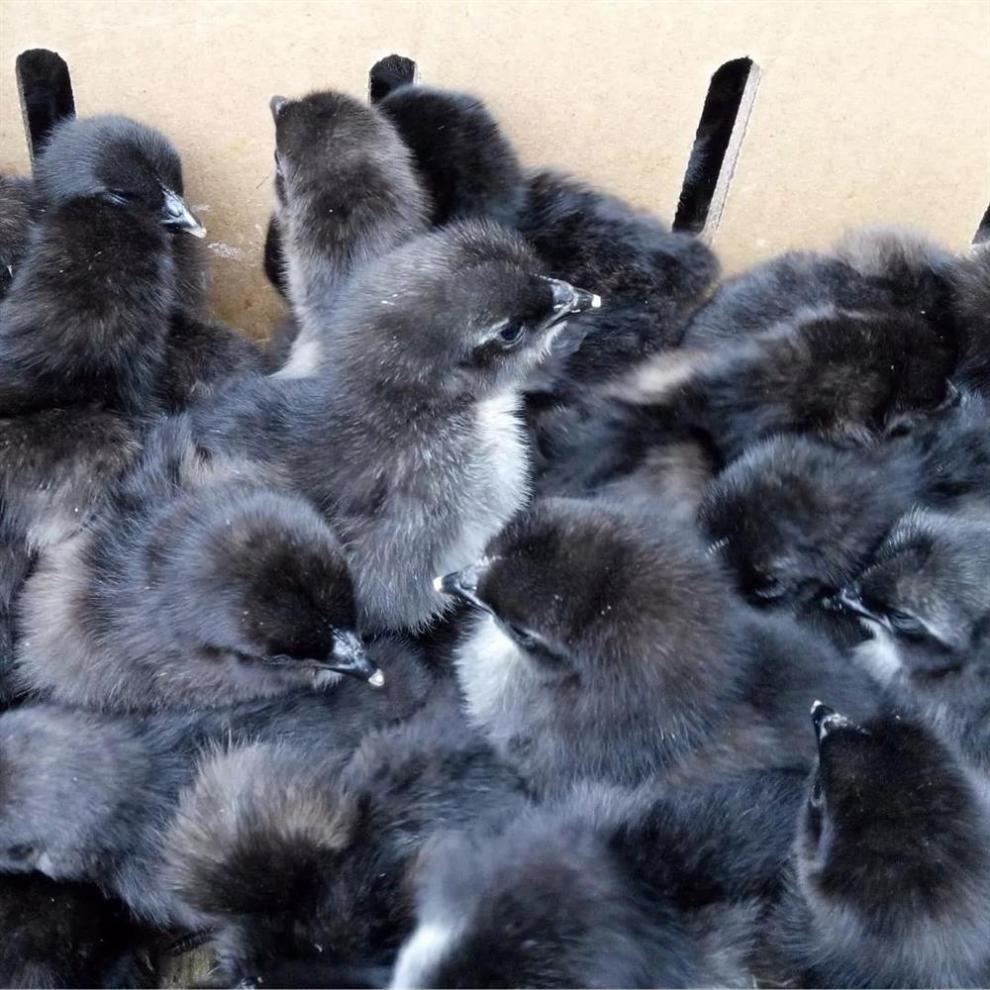 懒人熊 黑羽土 鸡苗黑土鸡土鸡苗 黑鸡出壳苗五只起发活体鸡苗 20只装