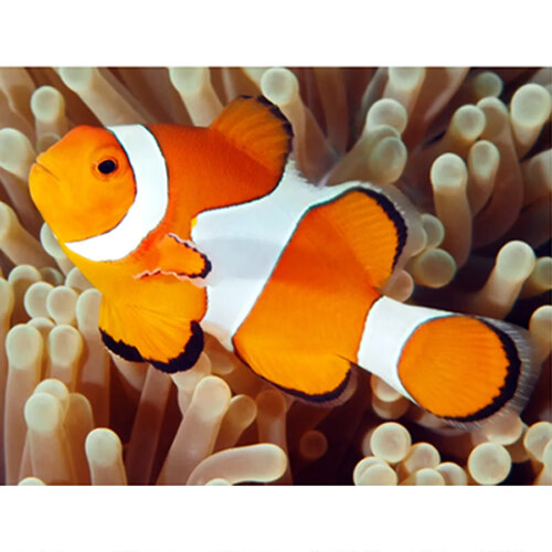 人工公子小丑鱼海水鱼活体黑背心毕加索闪电金透红熊猫雪印白金 熊猫3