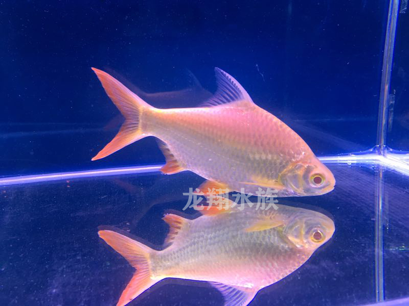 鱼活体泰国鲫双线侧鱼活体金银元宝鱼红鳍鲫鱼 双线12-14cm(金银各1条