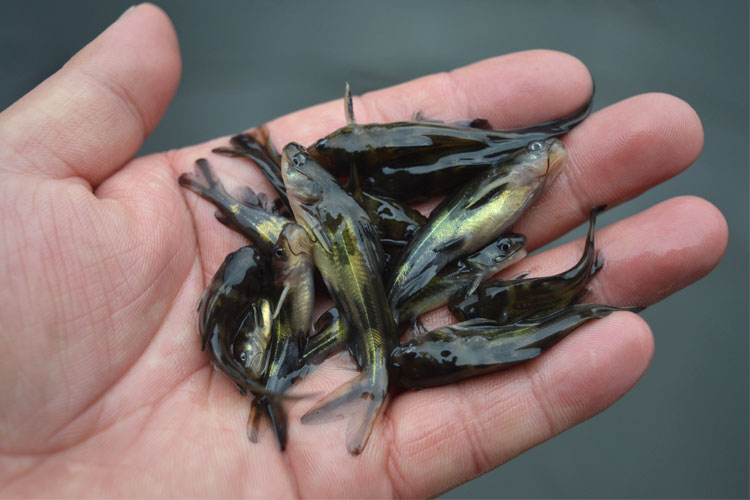 黄颡鱼苗活体黄辣丁黄骨鱼苗淡水养殖冷水昂刺小鱼苗黄丫头黄鸭叫黄辣