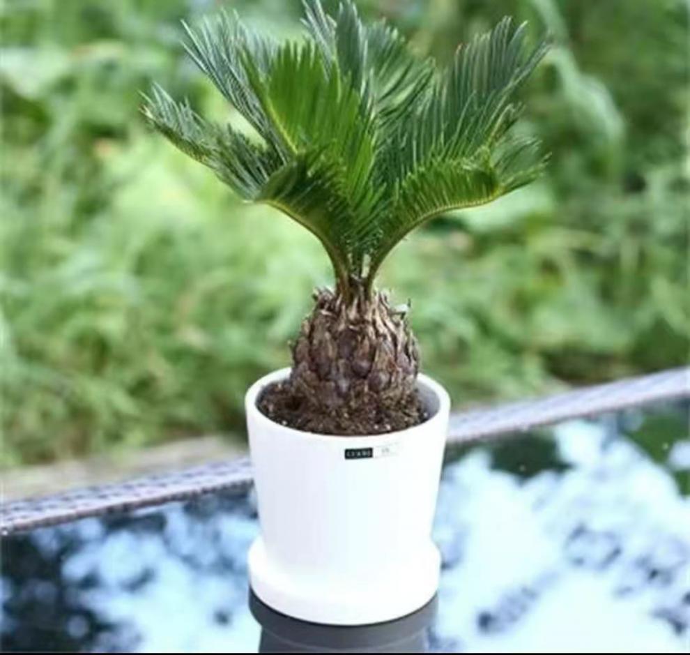 铁树盆景小叶苏铁多头铁母子铁阳台庭院绿植室内外耐寒净化空气 多芮