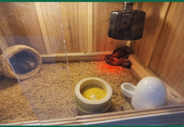 鲲煊 芦丁鸡发酵床垫料宠物除臭混合菌种发酵床鹌鹑鸭子粪便分解料