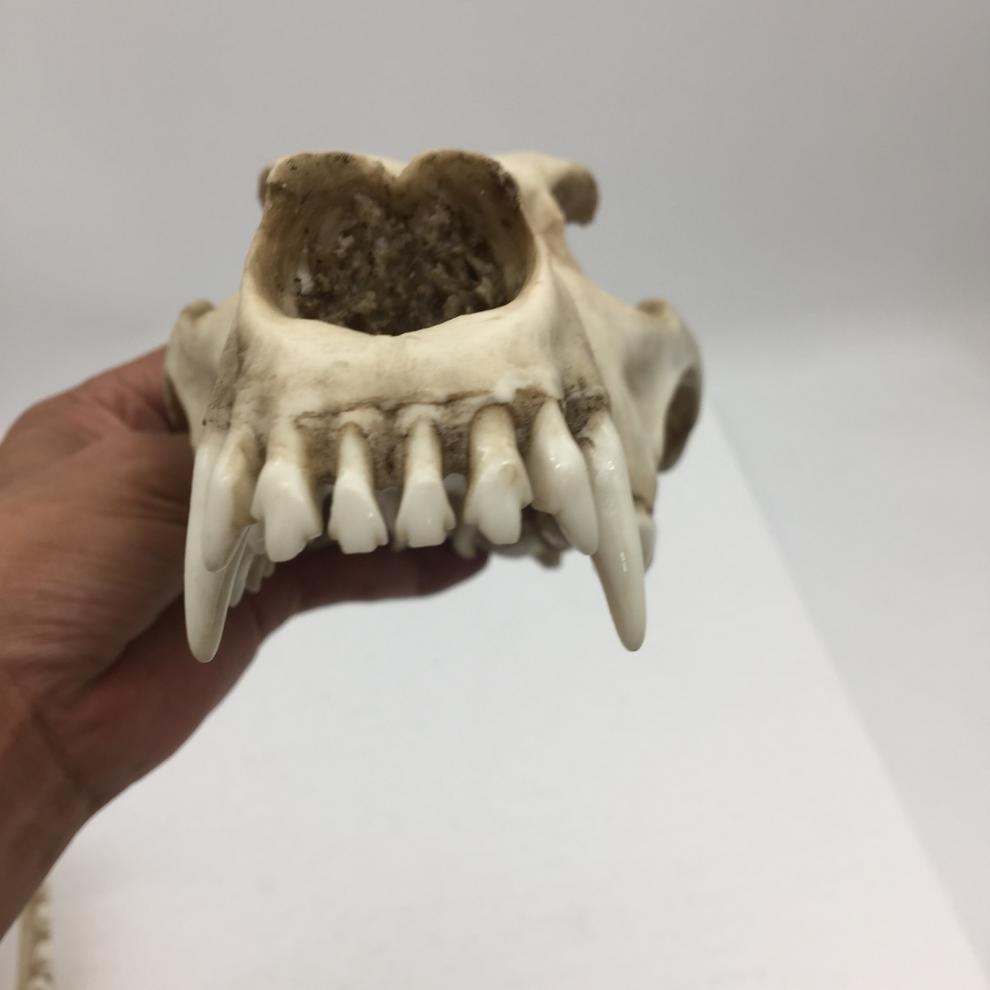 赤槿高档轻奢定制送同事朋友商场同款动物狼头骨模型标本化石绘画教学