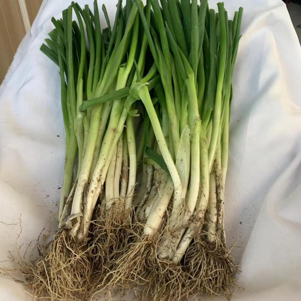 媚调分葱新鲜蔬菜5斤河南分葱白甜葱农家白分葱非四季香葱大葱 1500g