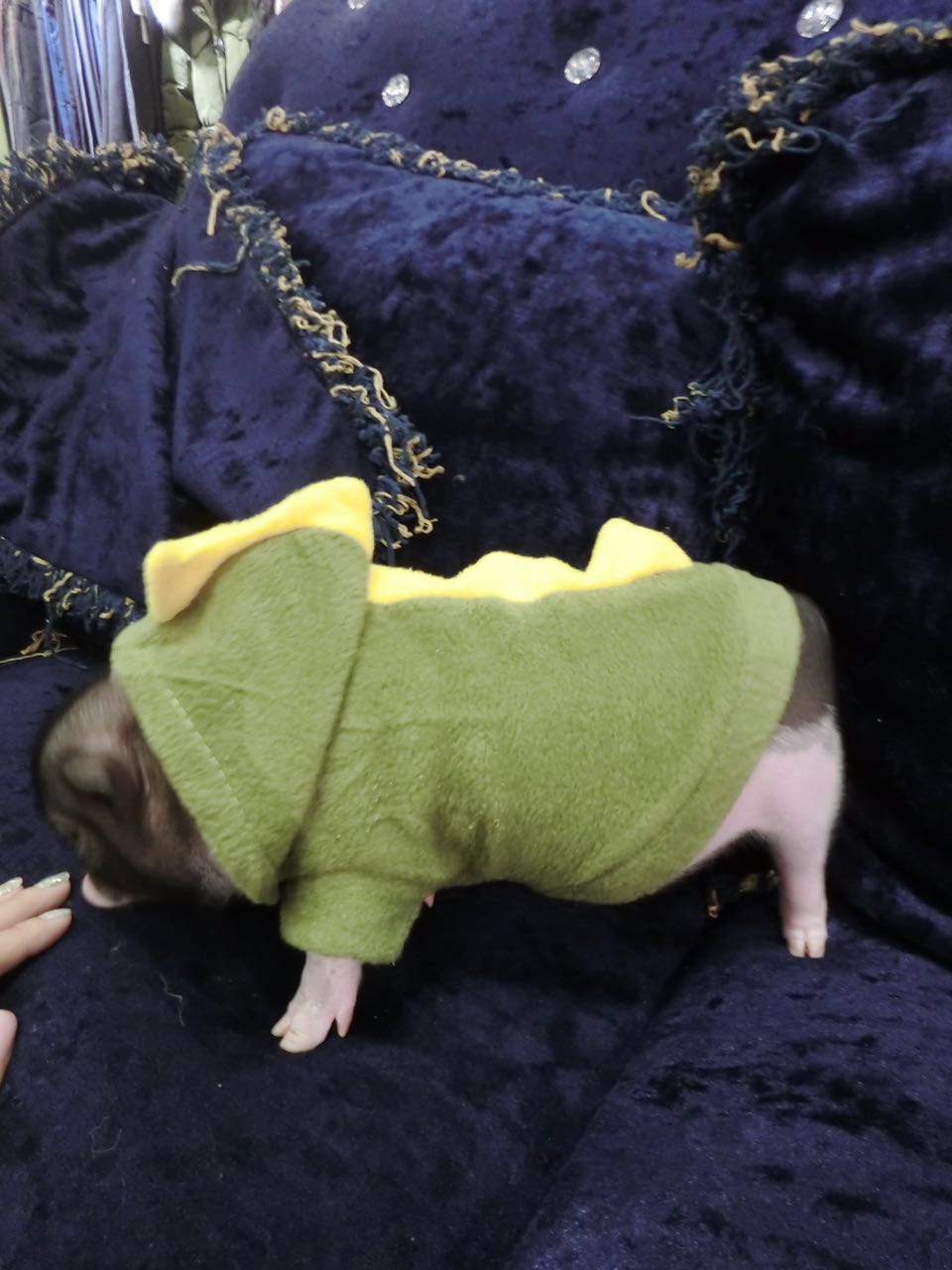 泰版衣服 宠物猪衣服 小香猪衣服 小香猪用品 四季款 红色 xs【图片