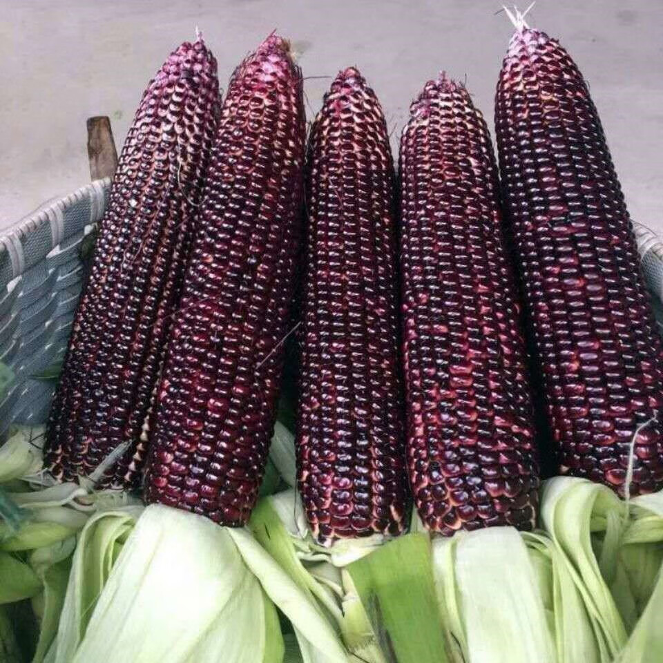 紫糯玉米种子易发芽花玉米黑色玉米种子高产大田用种甜糯玉米种子紫糯