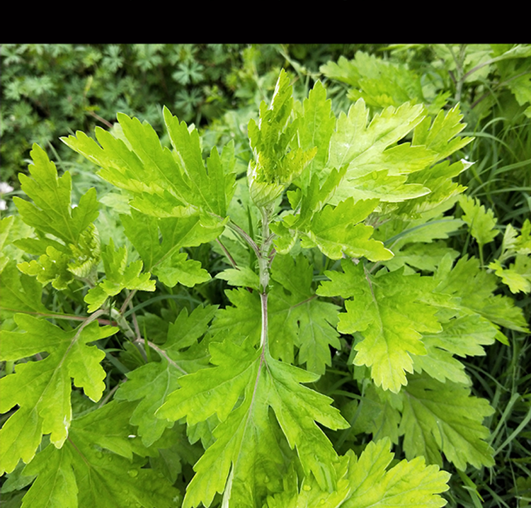 艾叶干艾草中药泡澡泡脚药包去湿气祛湿驱寒宫寒新鲜食用批发100个