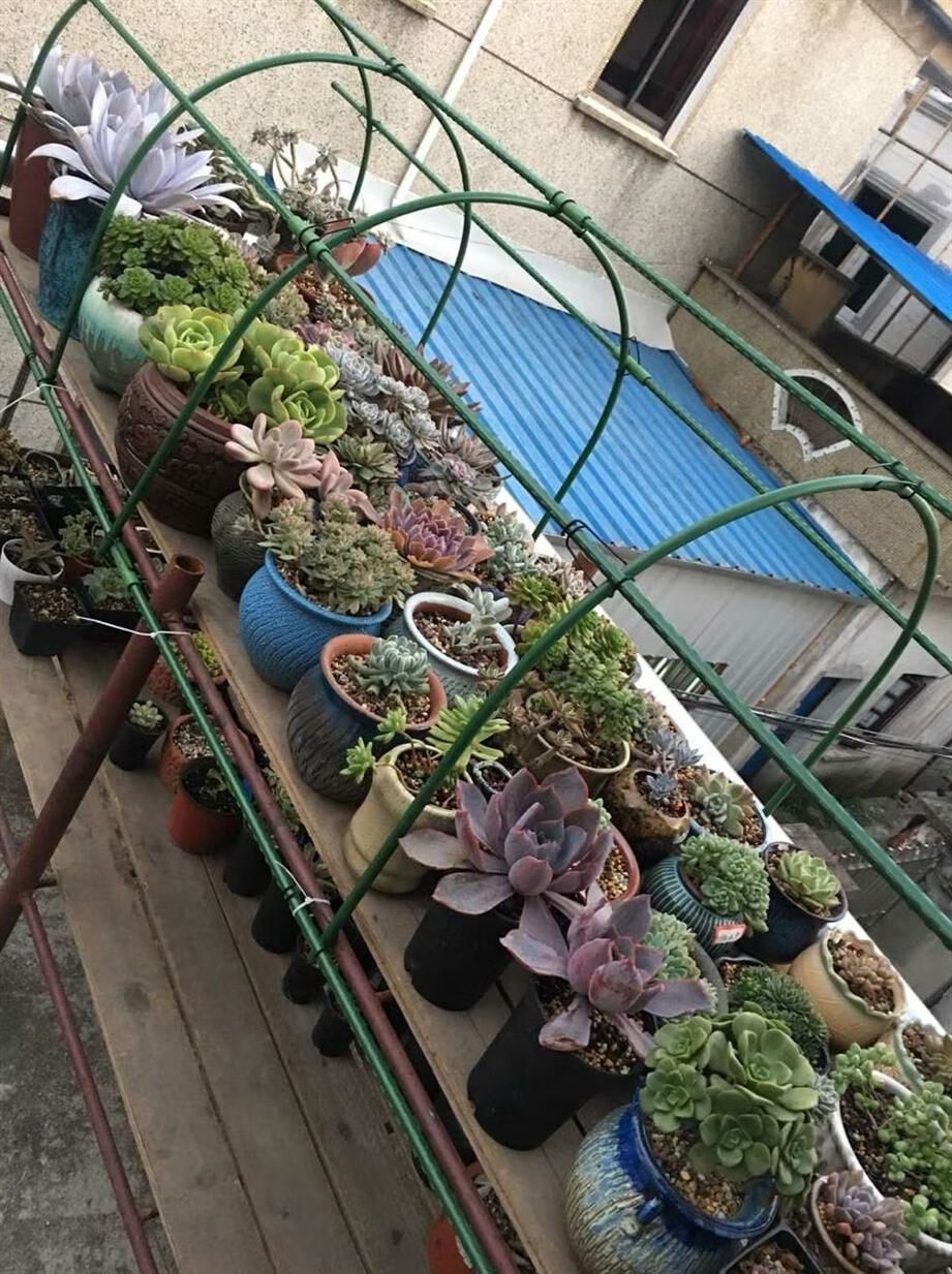 多肉棚架家庭室外植物遮阳网育苗阳台保温棚防雨棚楼顶支架保暖长90宽