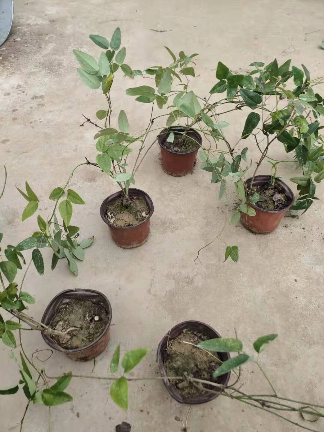 楠致 八月瓜 果树苗当年结果野生八月瓜苗四季种植南方八月炸树苗