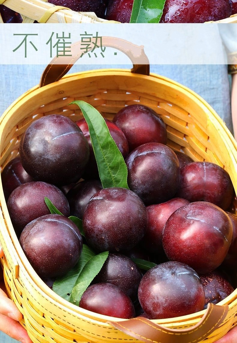 大连黑布林大李子黑布林李子黑布朗新鲜应季水果单果100g左右3斤