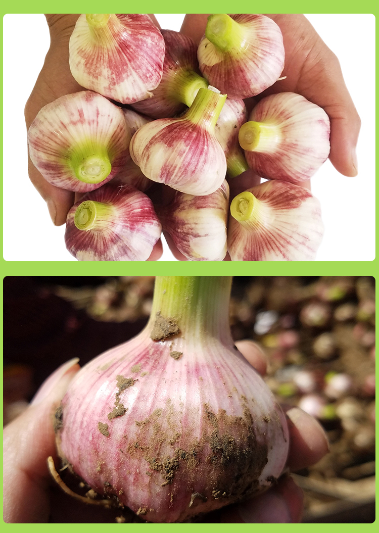 头茬紫皮鲜蒜现挖新鲜大蒜大蒜头农家湿蒜红皮新蒜云南10斤 4750g【图