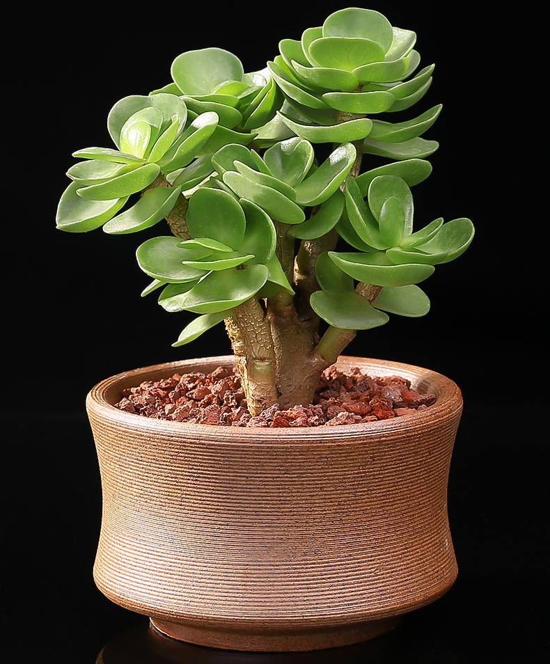 金钱木老桩多肉植物发财树金钱树肉肉盆栽室内绿植金钱木1年老桩高约