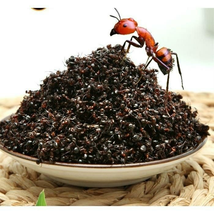 蚂蚁东北红蚂蚁长白山野生蚂蚁干泡酒蚂蚁10g500g250g