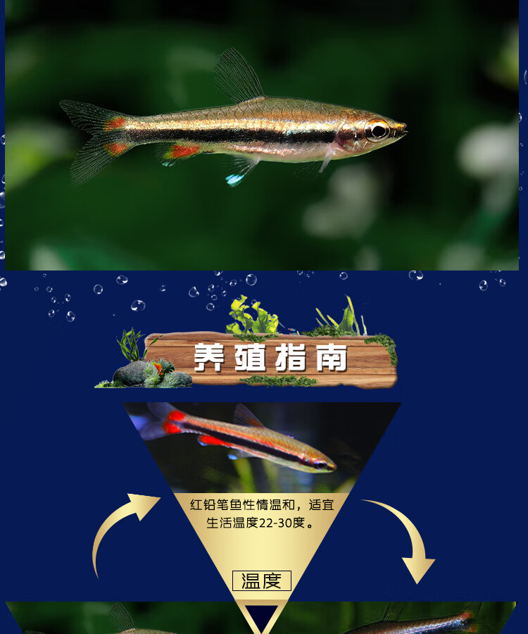 红肚铅笔鱼活体活物火焰铅笔紫艳铅笔吃丝藻鱼缸群游鱼热带家养办公室