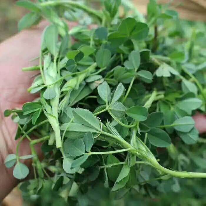 (顺丰)新鲜苜蓿菜 苜蓿芽头茬现摘现发苜蓿嫩芽 3斤