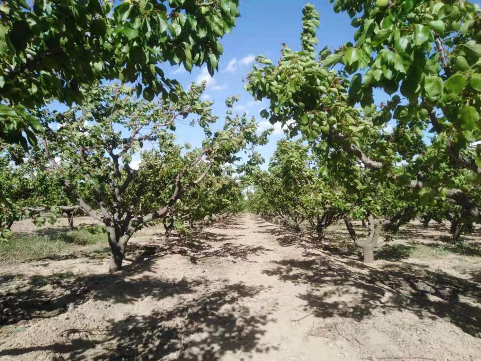 颜曼箐 顺丰 露天大黄杏新鲜现摘阳高大接杏山西杏子孕妇酸甜水果多汁