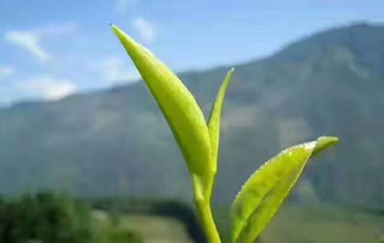 湖北巴东土特产神农溪丘湾绿茶叶多青坡神溪绿茶神溪毛尖【图片 价格
