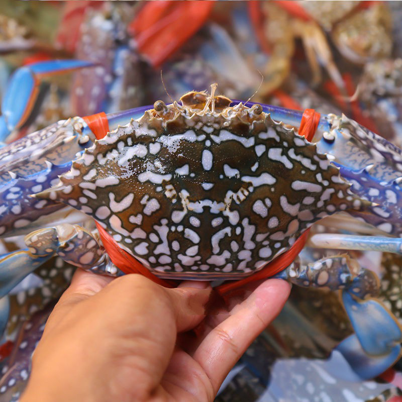 梭子蟹 兰花蟹 湛江特产 海鲜新鲜蟹 鲜活海蟹 母蟹 膏蟹 中大花蟹 3