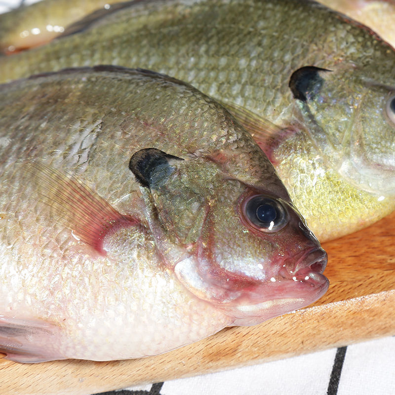 新鲜海鲜水产现捕太阳鱼杂鱼海鱼新鲜淡水中号46条斤1斤