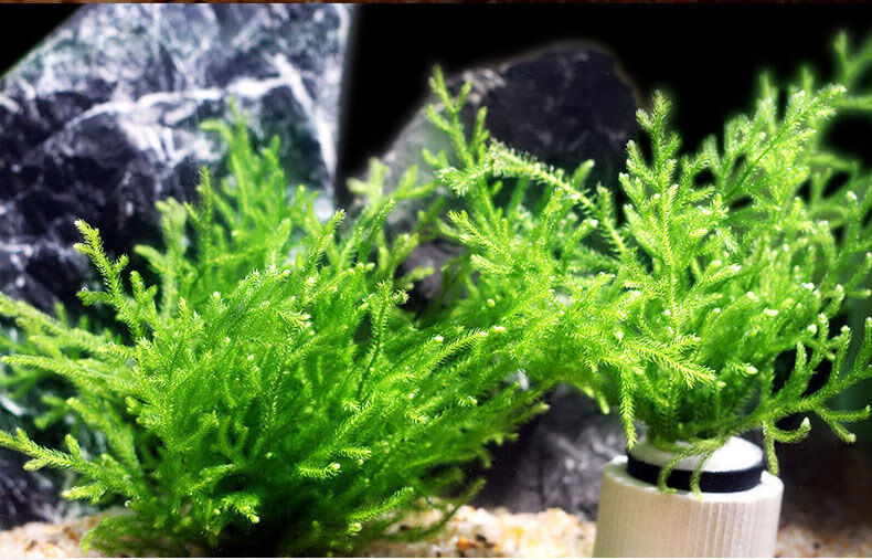 鹿角榕懒人活体水草无土耐活耐低温苔藓鱼缸生态瓶雨淋缸造景阴性