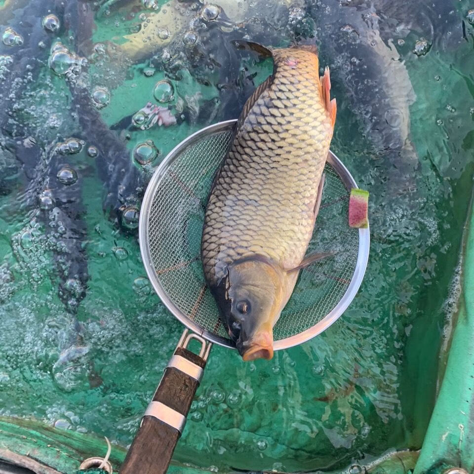 大鲤鱼4斤起 正宗东北黑龙江淡水鱼鲜活大鲤鱼速冻20斤 大鲤鱼5斤左右