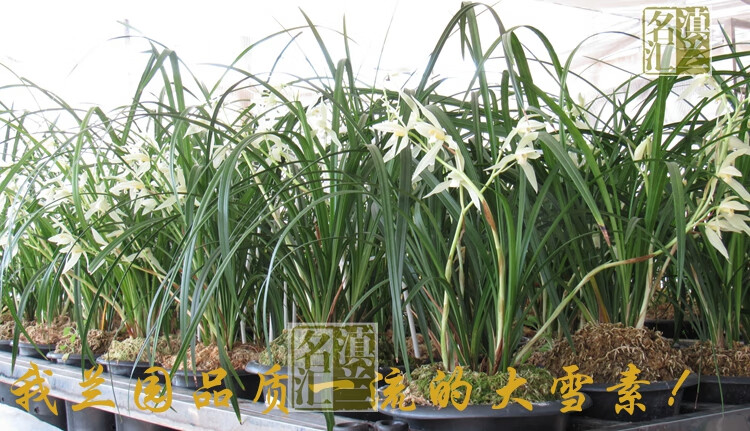 大雪素 兰花云南莲瓣兰名品石鼓大雪素原生种室内盆栽花卉绿植 3苗