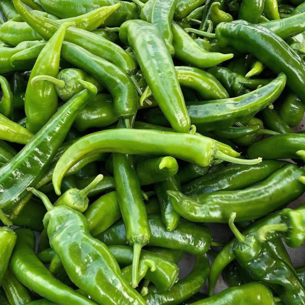 辣椒蔬菜薄皮青椒牛角椒红辣椒自产现摘现发泡沫箱包装5斤精品装微辣