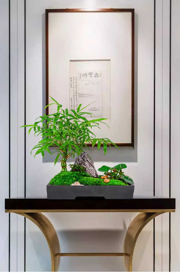 佛肚竹盆栽小竹子植物室内佛竹小型矮化客厅好养观赏竹罗汉竹盆景夜静