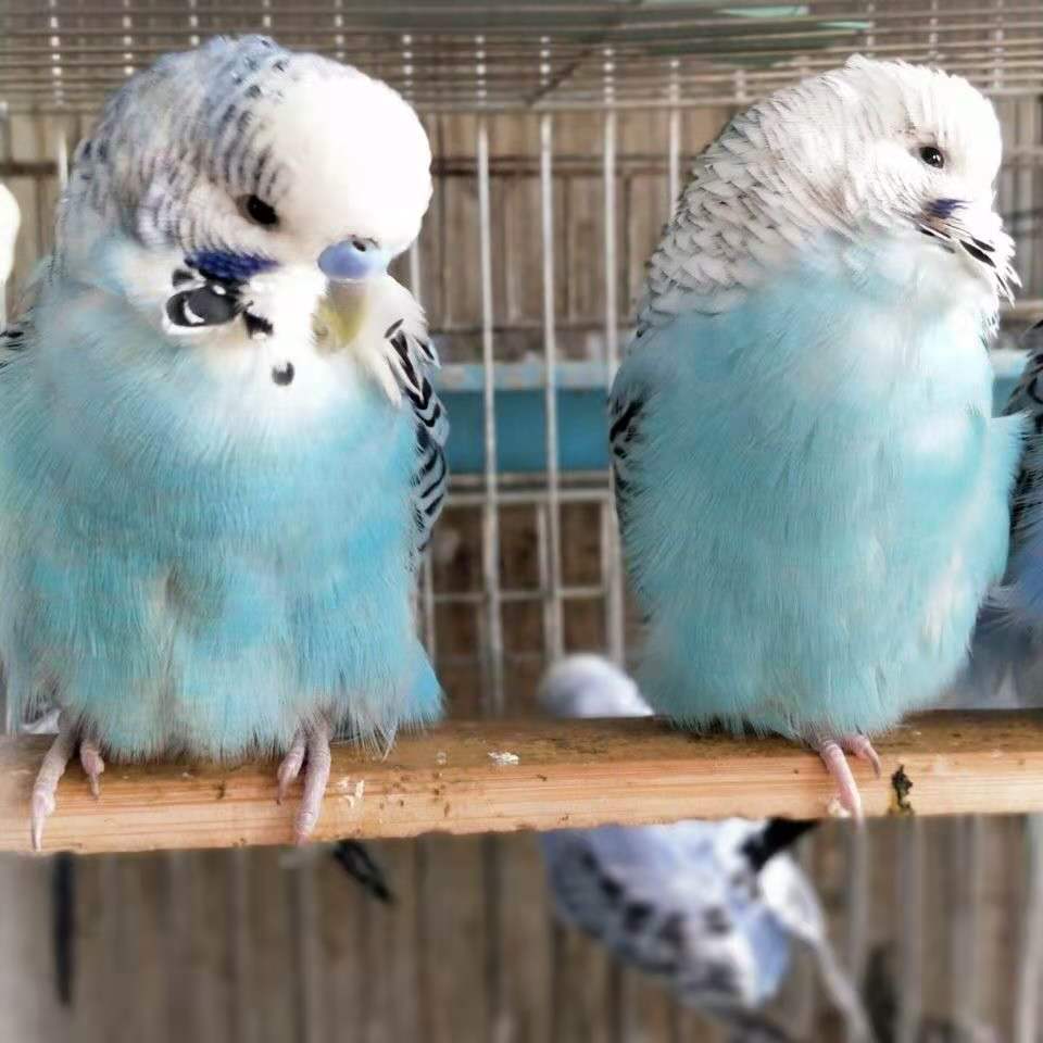 荣郁 虎皮国血大头鹦鹉特色金彩鹦鹉特色大头鹦鹉学舌鹦鹉活体大头虎