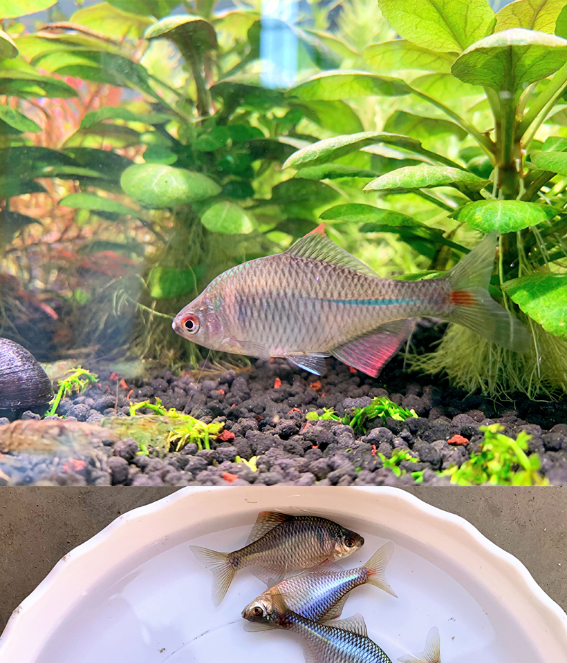 鳑鲏鱼活体溪流缸除藻小型原生群游旁皮鱼好养易活淡水冷水观赏鱼宠物