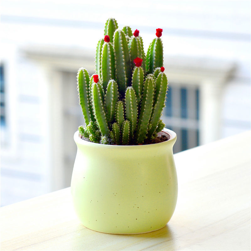 聚财山多肉植物仙人掌盆栽棍盆栽万重山珊瑚棒净化空气耐旱l 聚财山