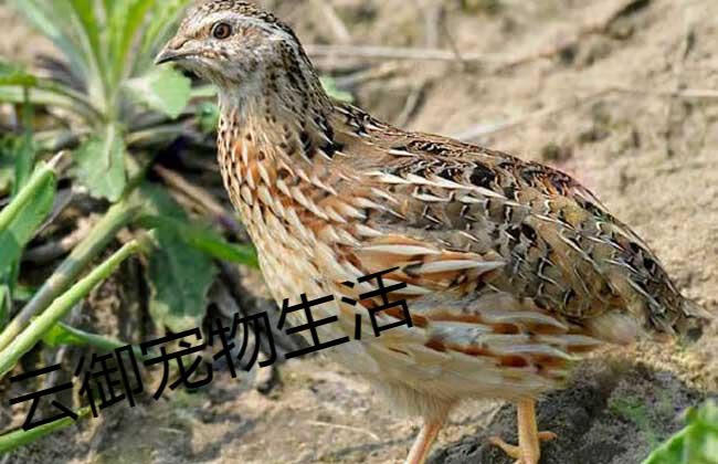 鹌鹑活苗下蛋繁殖鹌鹑活物黄羽沙维阳台养宠物散养鹌鹑鸡活体 2只母