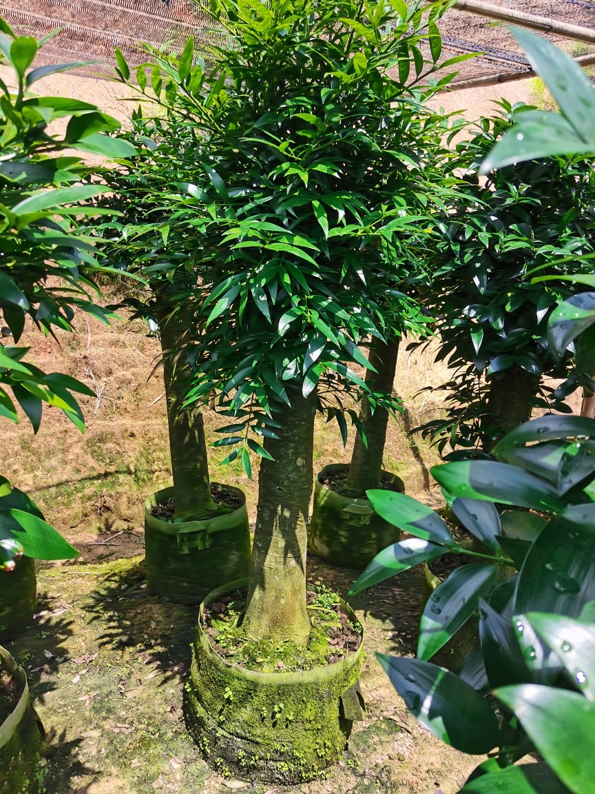 园艺竹柏大树苗平安树长寿竹盆栽竹柏老桩盆景竹柏树观叶植物 原生