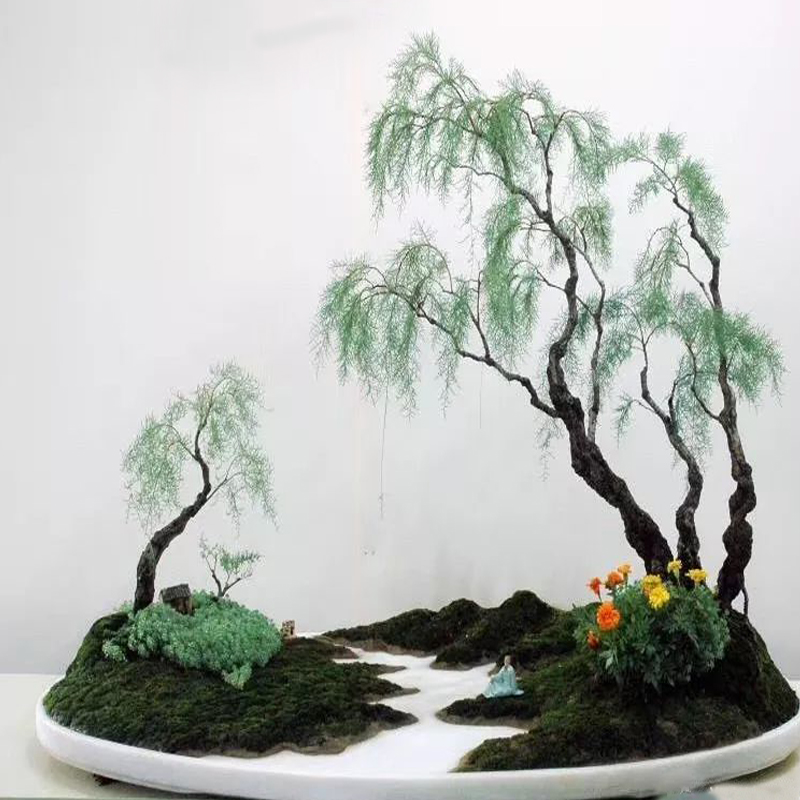 芊阙红色花絮柽柳树桩盆景怪柳观音柳精品盆栽庭院办公室客厅树苗小桩