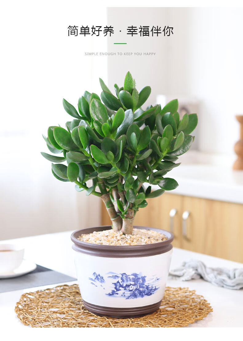 红边玉树盆栽老桩大叶多肉燕子掌室内客厅绿植花卉好养花信 朵芮蜜 红